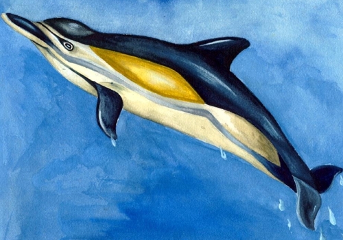 dolphin