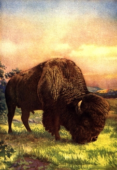 buffalo