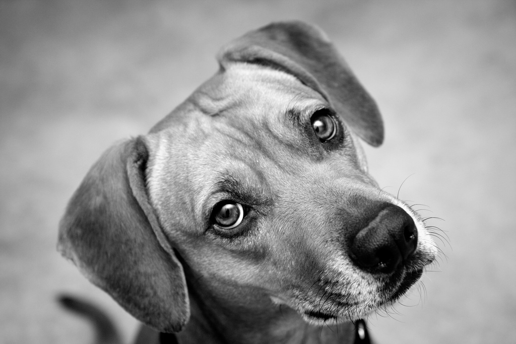 asheville pet photographer